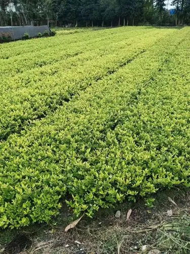 镇平建业城二期绿化工程