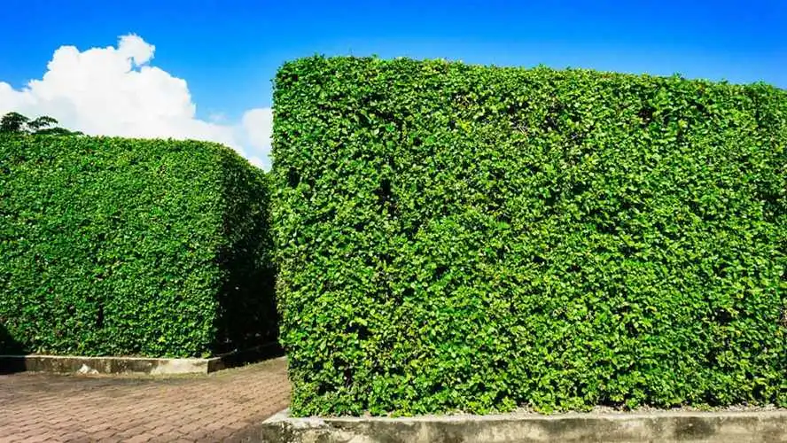 花箱园林景观设计定制方案