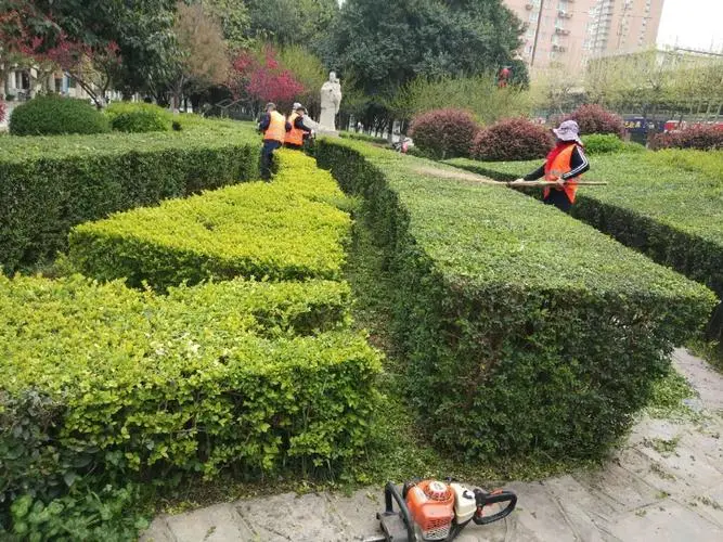城市绿化事业待振兴：市园林管理疏于监管导致花坛被破坏事件频发