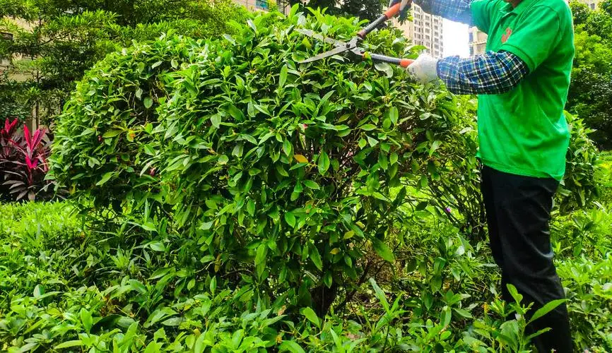 长安区景区园林绿化工程技术